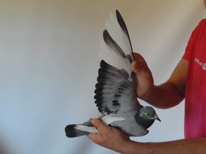 Pigeon image