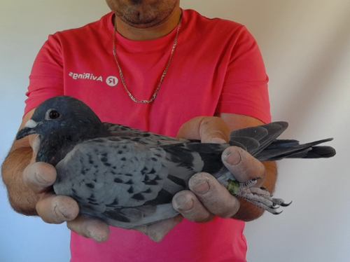 Pigeon image