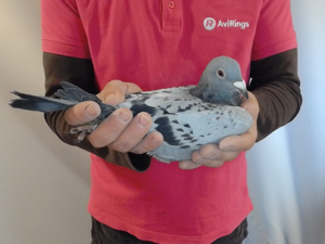 Pigeon image