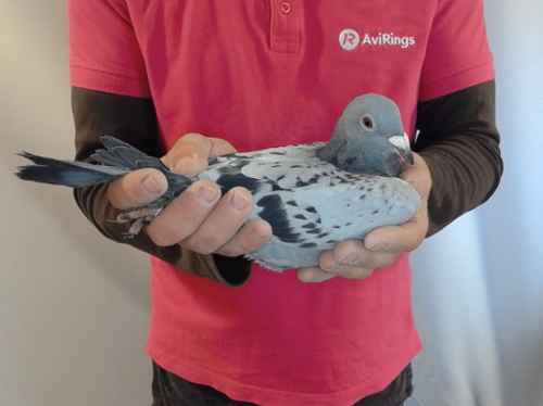 Pigeon image