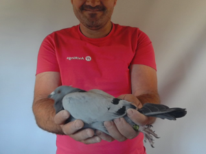 Pigeon image