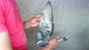 Pigeon image