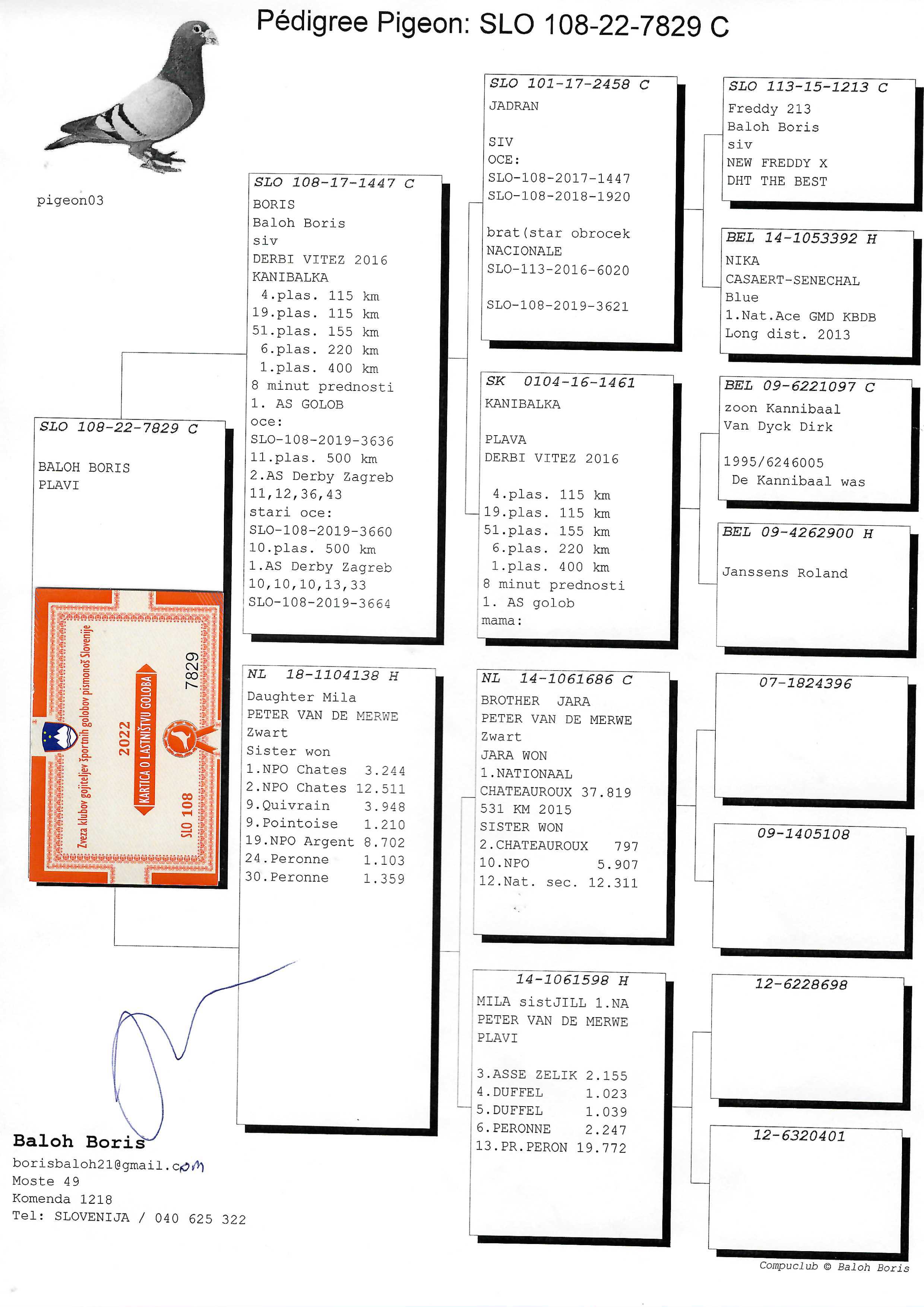 Pigeon pedigree image