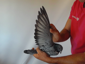 Pigeon image