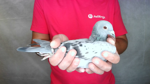 Pigeon image