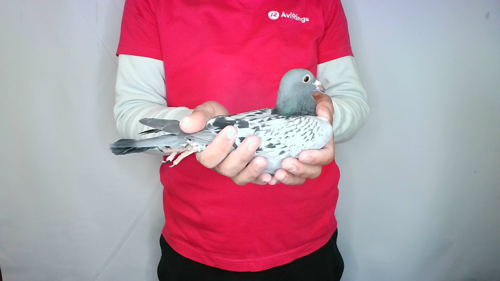 Pigeon image