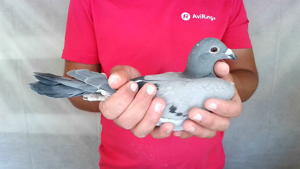 Pigeon image