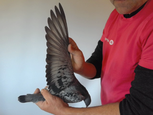 Pigeon image