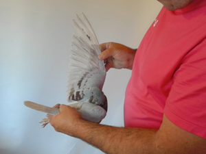Pigeon image