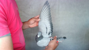 Pigeon image