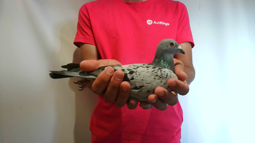 Pigeon image