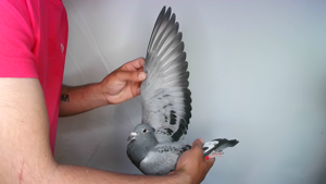 Pigeon image