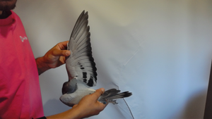 Pigeon image