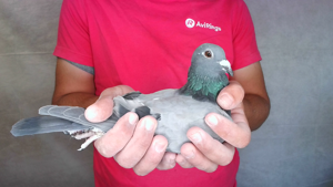 Pigeon image