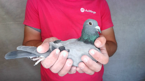 Pigeon image