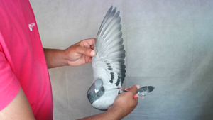 Pigeon image