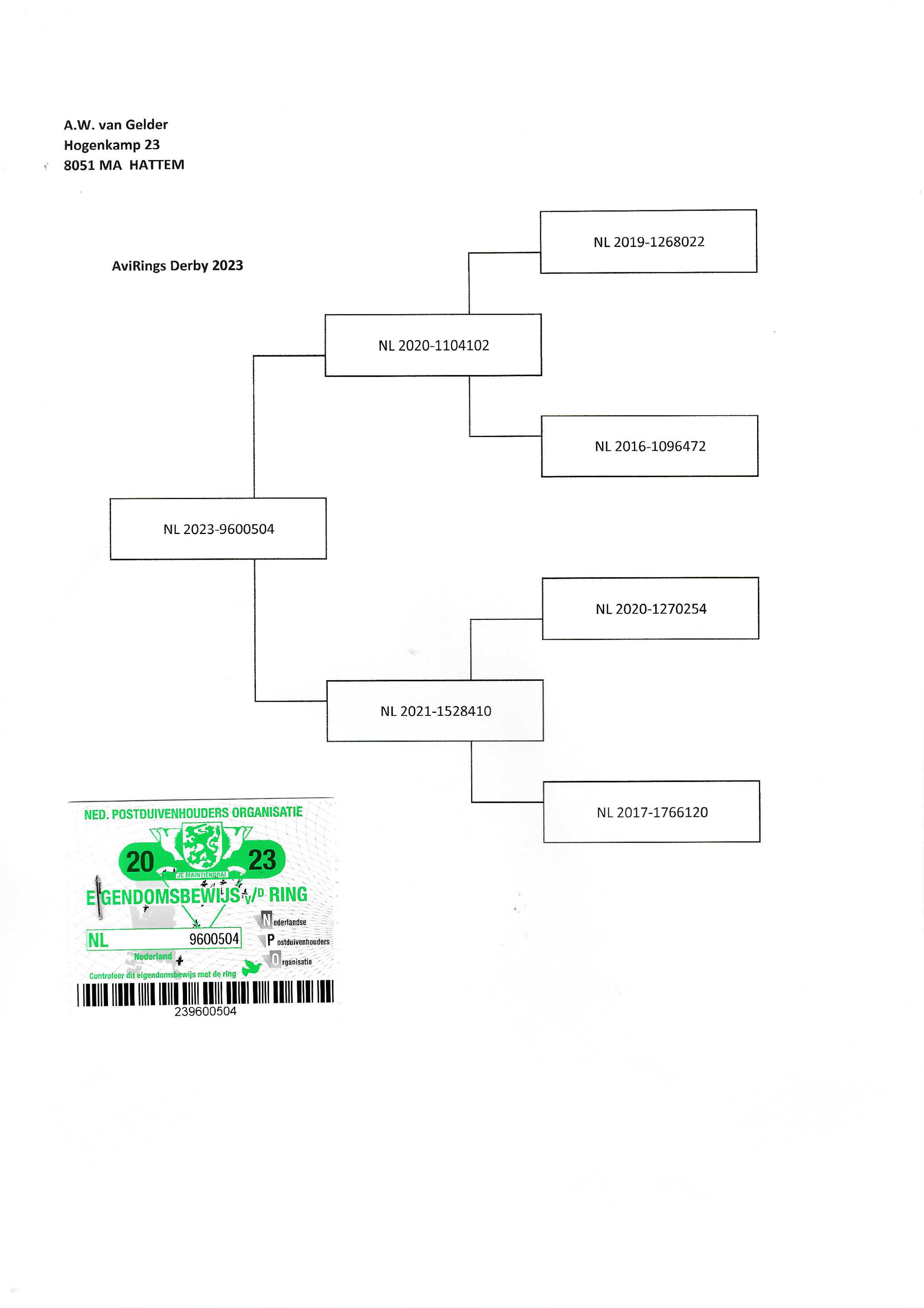 Pigeon pedigree image