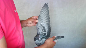 Pigeon image