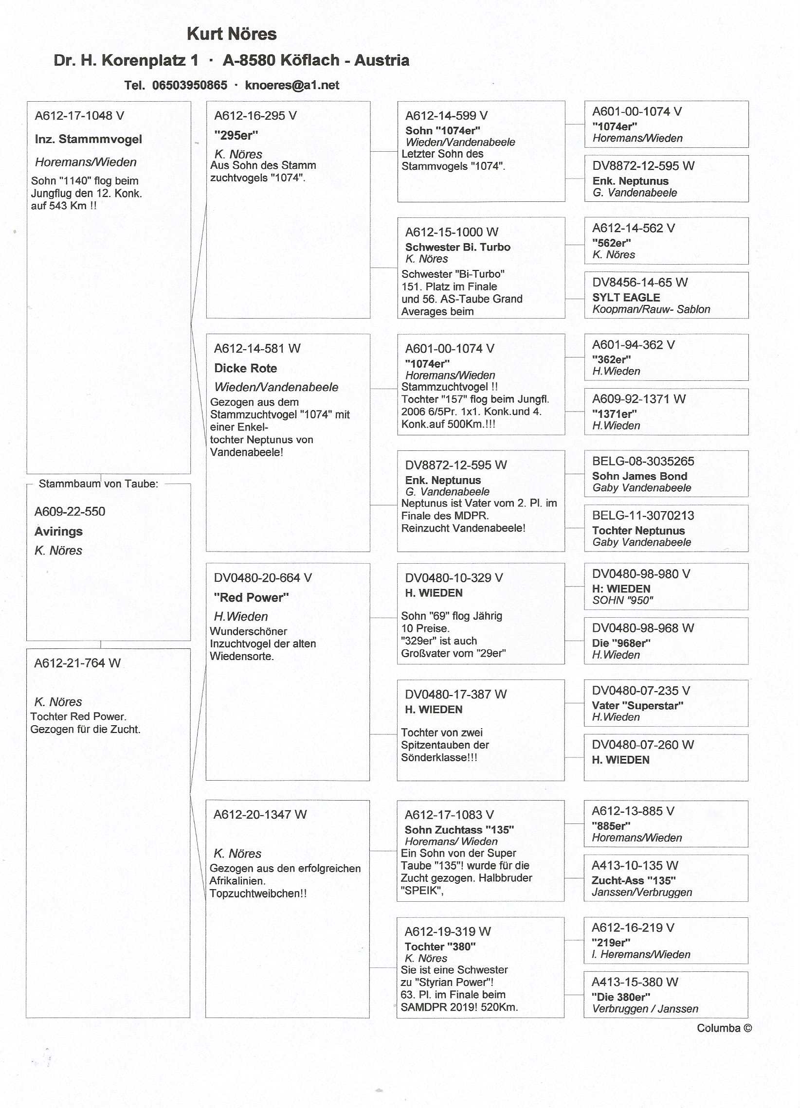 Pigeon pedigree image
