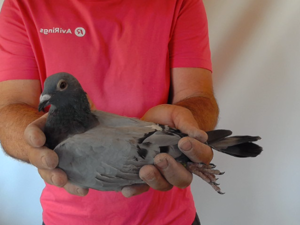 Pigeon image
