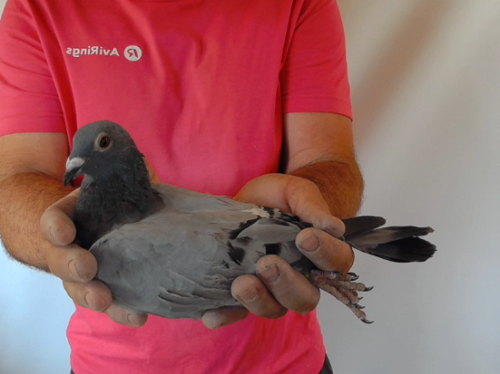 Pigeon image