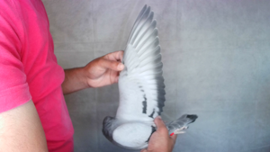 Pigeon image