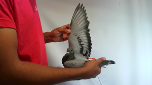 Pigeon image