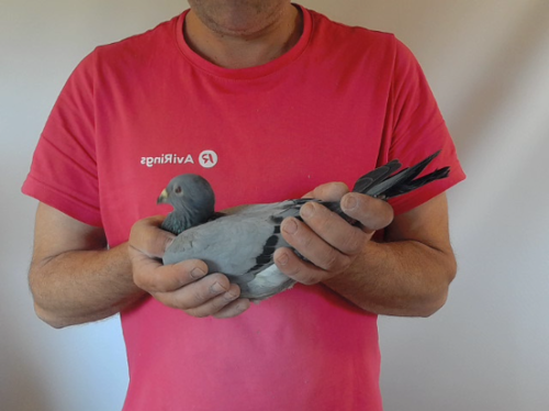 Pigeon image