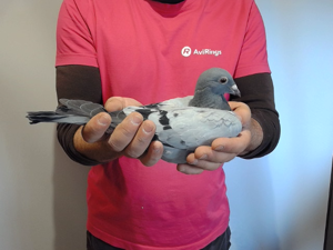 Pigeon image