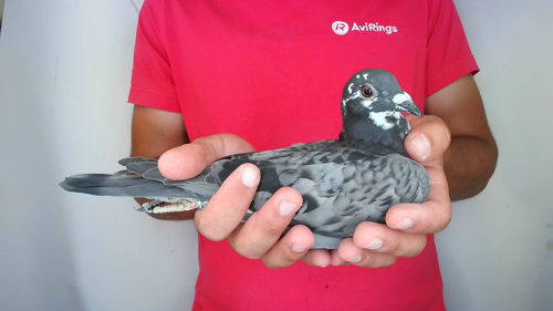 Pigeon image