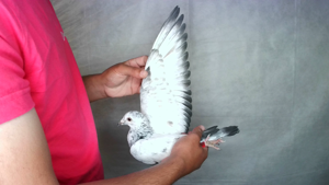 Pigeon image