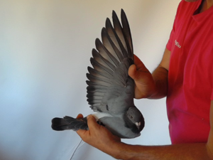 Pigeon image