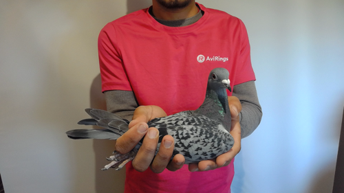 Pigeon image