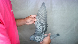 Pigeon image