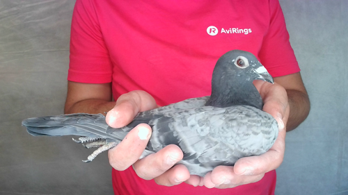 Pigeon image