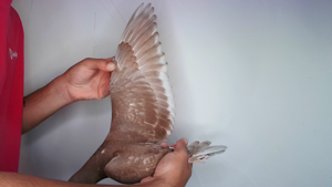 Pigeon image