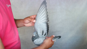Pigeon image