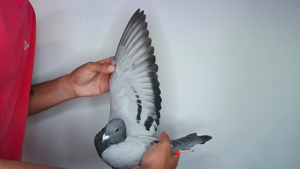 Pigeon image