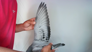Pigeon image