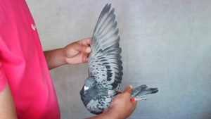 Pigeon image