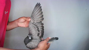 Pigeon image