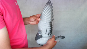 Pigeon image