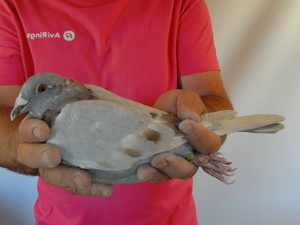 Pigeon image