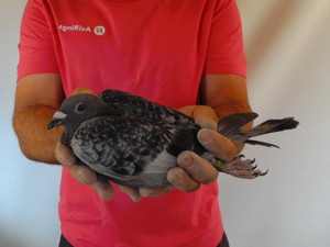 Pigeon image