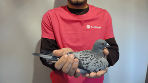 Pigeon image