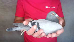 Pigeon image