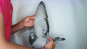 Pigeon image