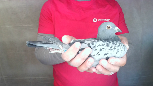 Pigeon image