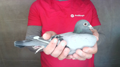 Pigeon image