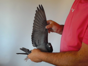 Pigeon image